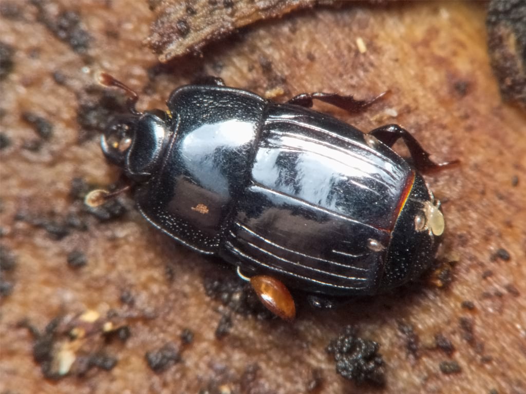 Platysoma compressum (Herbst, 1783)